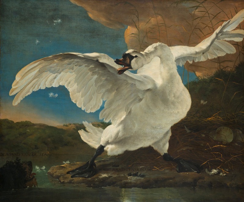 The Threatened Swan - Jan Asselijn -- mute swan (Cygnus olor); DISPLAY FULL IMAGE.