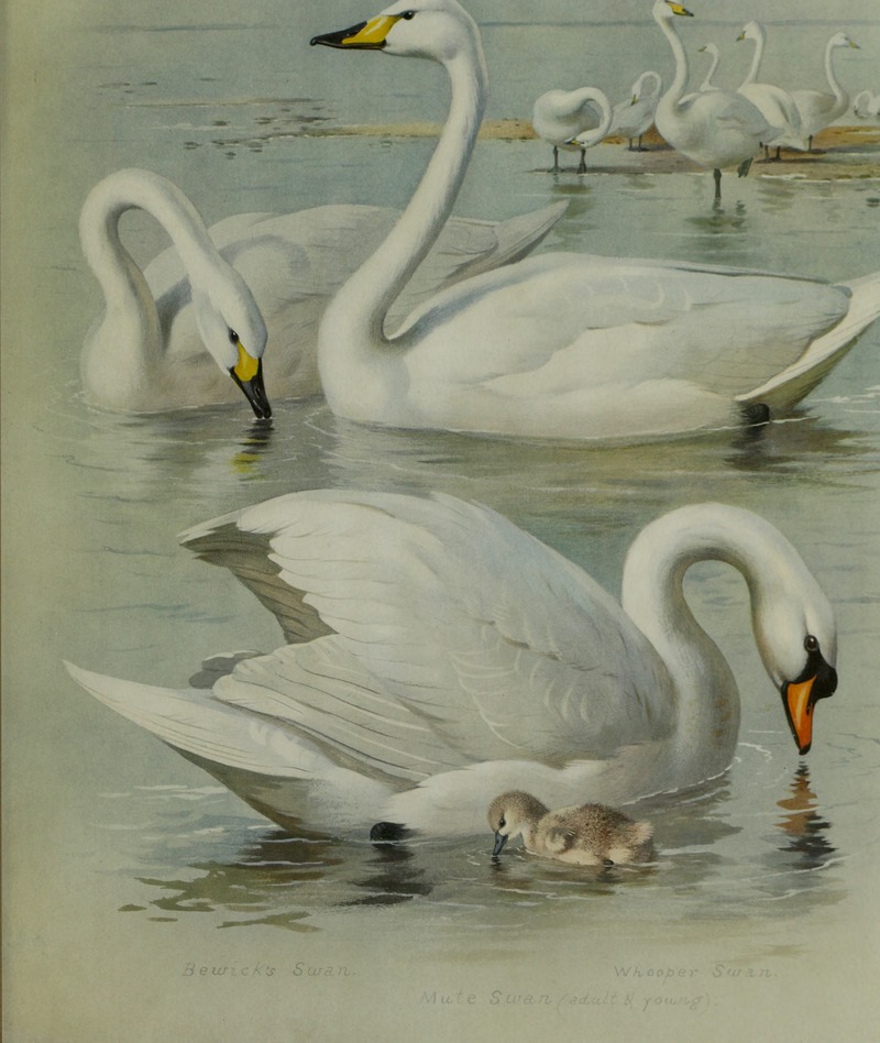 Bewick's swan (Cygnus bewickii), whooper swan (Cygnus cygnus), mute swan (Cygnus olor); DISPLAY FULL IMAGE.