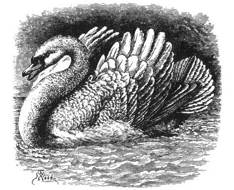 mute swan (Cygnus olor); DISPLAY FULL IMAGE.