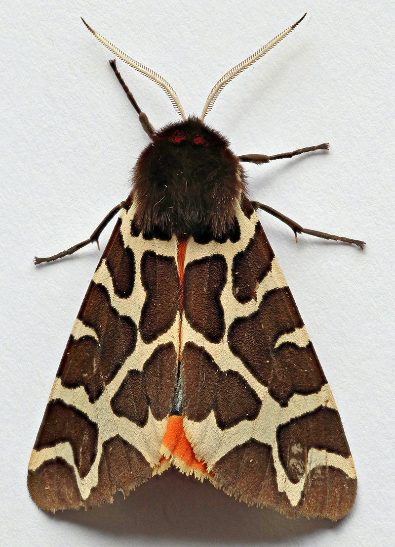 garden tiger moth (Arctia caja); DISPLAY FULL IMAGE.
