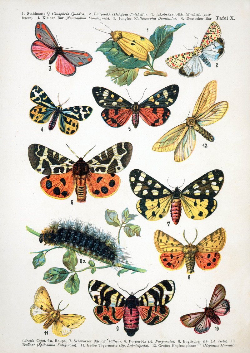 four-spotted footman (Lithosia quadra), crimson-speckled flunkey (Utetheisa pulchella), cinnabar moth (Tyria jacobaeae), wood tiger moth (Parasemia plantaginis), scarlet tiger moth (Callimorpha dominula), garden tiger moth (Arctia caja), cream-spot tiger moth (Epicallia villica), purple tiger moth (Rhyparia purpurata), hebe tiger moth (Arctia festiva), ruby tiger moth (Phragmatobia fuliginosa), white ermine moth (Spilosoma lubricipeda), ghost swift (Hepialus humuli); DISPLAY FULL IMAGE.