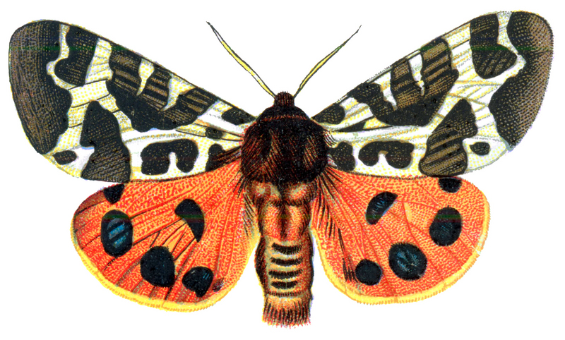 garden tiger moth (Arctia caja); DISPLAY FULL IMAGE.