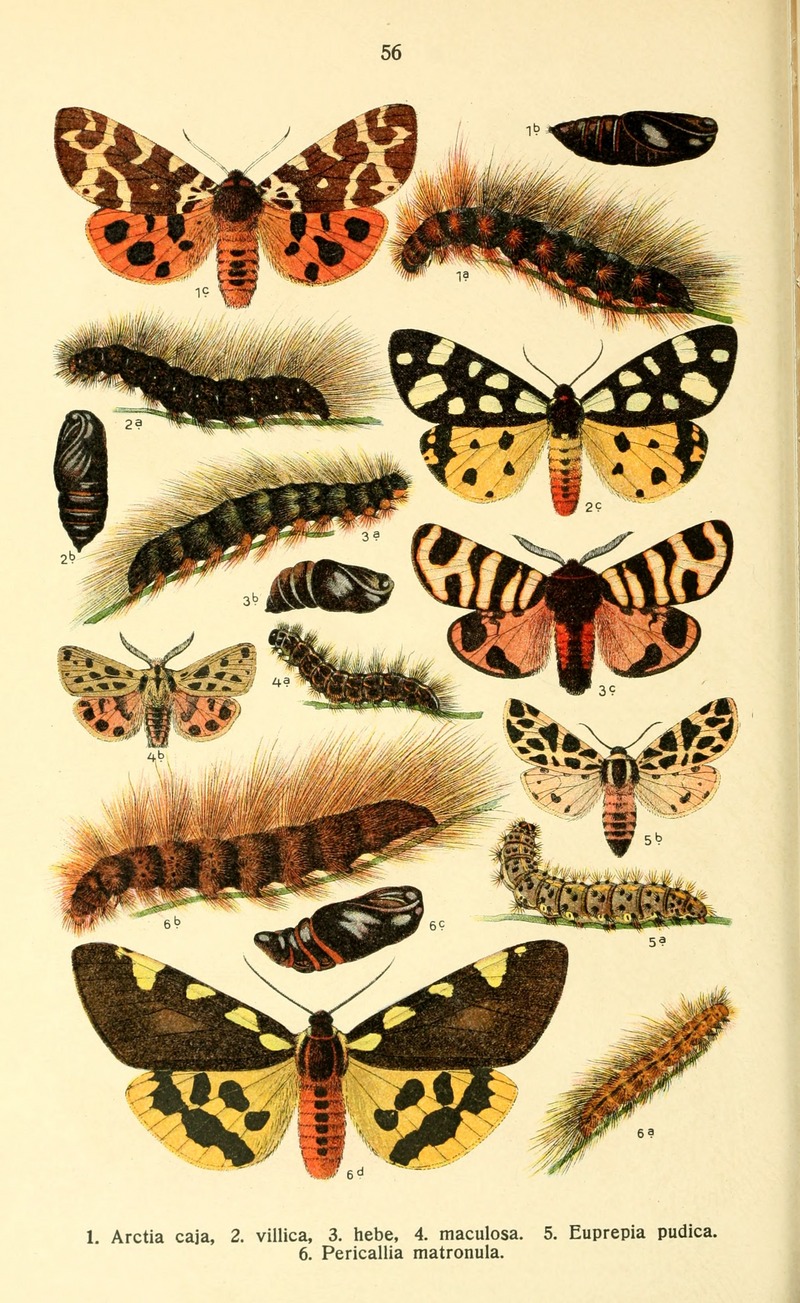 garden tiger moth (Arctia caja), cream-spot tiger moth (Epicallia villica), hebe tiger moth (Arctia festiva), Chelis maculosa, discrete chaperon (Cymbalophora pudica), large tiger moth (Pericallia matronula); DISPLAY FULL IMAGE.