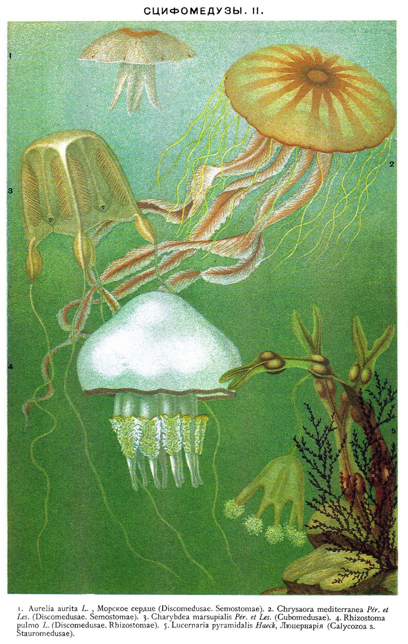 moon jelly (Aurelia aurita), compass jellyfish (Chrysaora hysoscella), warty sea wasp (Carybdea marsupialis), barrel jellyfish (Rhizostoma pulmo), stalked jellyfish (Lucernaria quadricornis); DISPLAY FULL IMAGE.