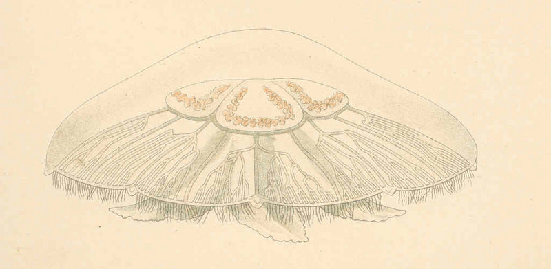 common jellyfish, moon jelly (Aurelia aurita); DISPLAY FULL IMAGE.