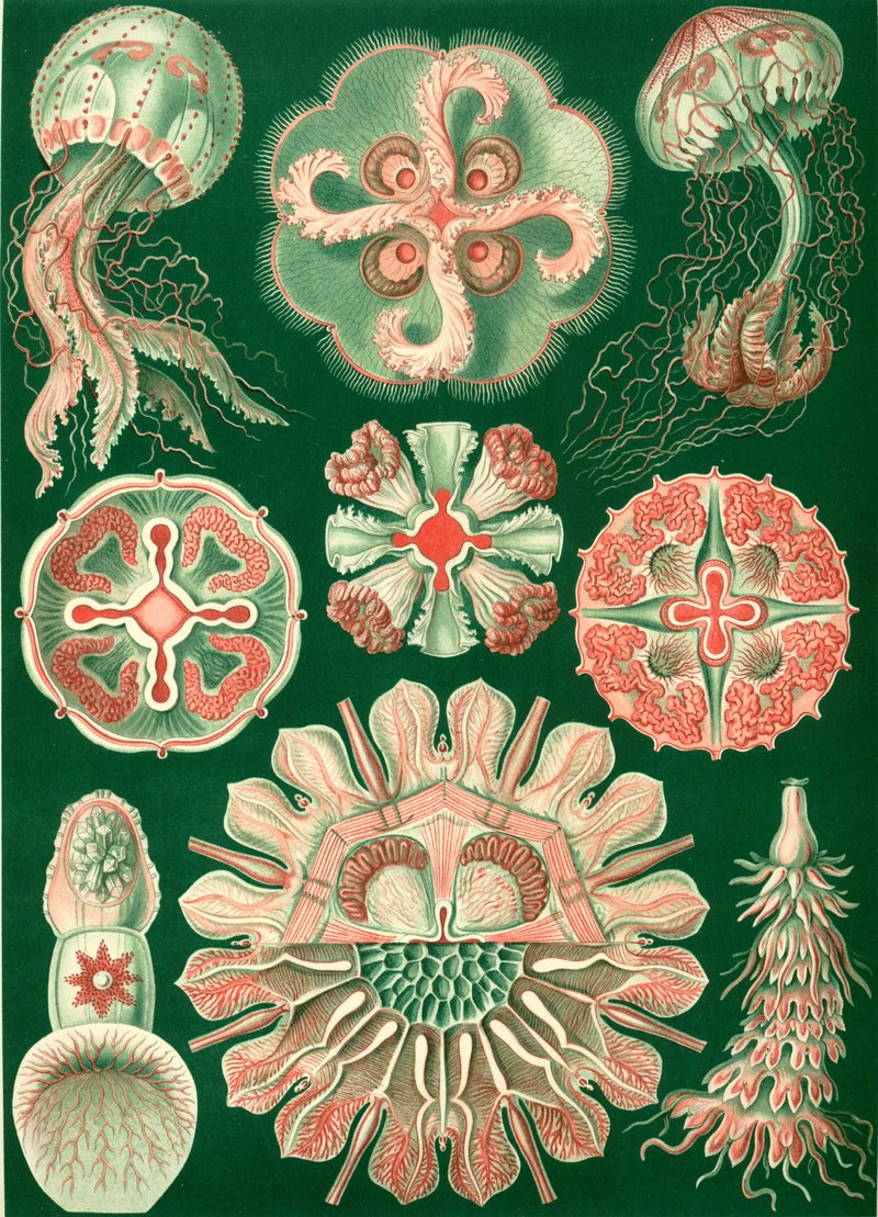 moon jelly (Aurelia aurita), Undosa undulata, Floresca parthenia, mauve stinger jellyfish (Pelagia noctiluca), pink meanie jellyfish (Drymonema dalmatinum), Procyanea protosema; DISPLAY FULL IMAGE.