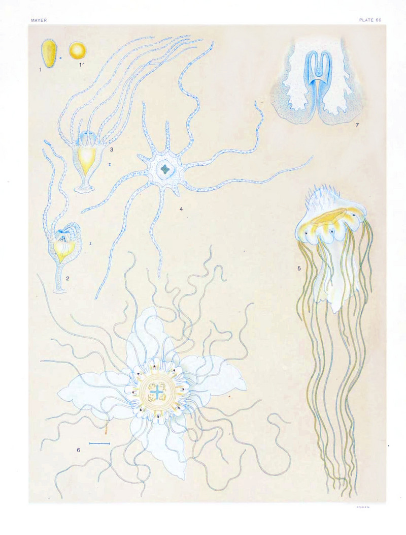 lion's mane jellyfish (Cyanea capillata); DISPLAY FULL IMAGE.