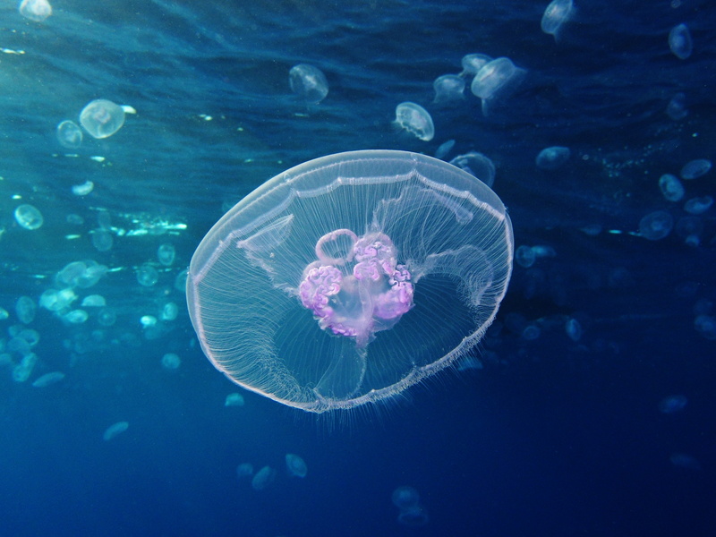 common jellyfish, moon jelly (Aurelia aurita); DISPLAY FULL IMAGE.