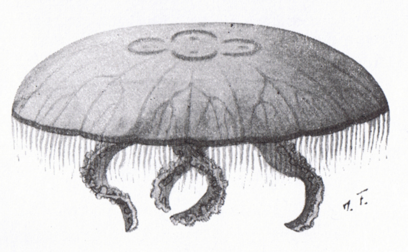 moon jellyfish sketch