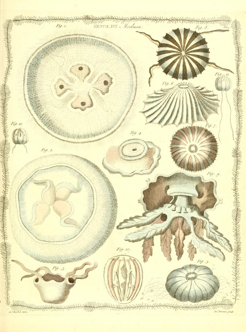 moon jelly (Aurelia aurita), Laodicea undulata, lion's mane jellyfish (Cyanea capillata), Medusa piliaris, warty sea wasp (Carybdea marsupialis), sea raft jellyfish (Velella velella), Cyanea fulva, fried egg jellyfish (Cotylorhiza tuberculata), Undosa undulata, Beroe ovata, Cunina globosa; DISPLAY FULL IMAGE.