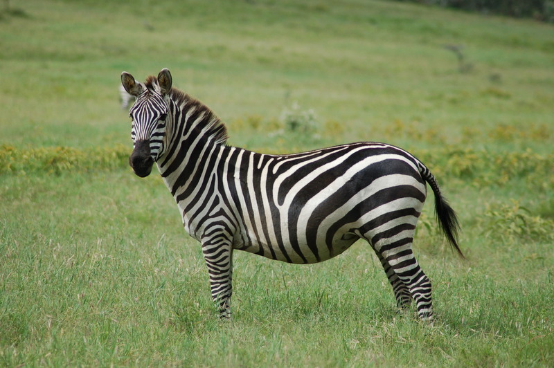 plains zebra (Equus quagga); DISPLAY FULL IMAGE.