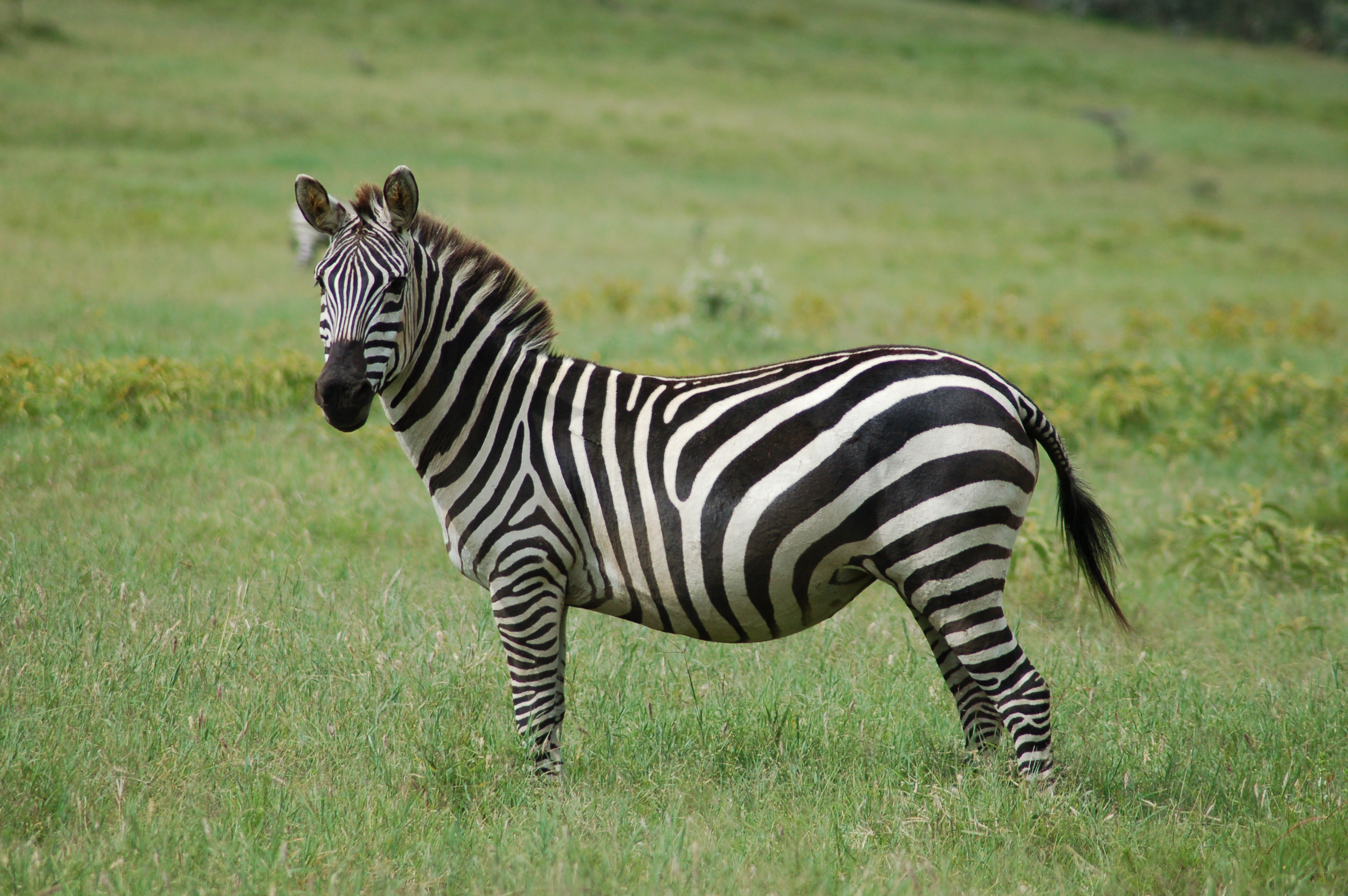 plains zebra (Equus quagga); Image ONLY