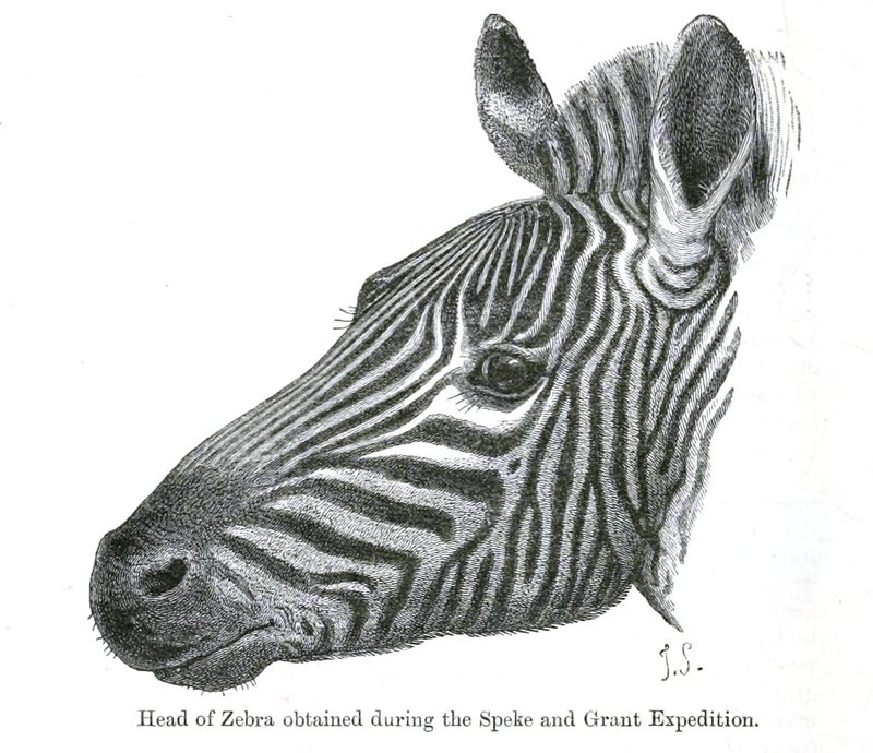 Grant's zebra (Equus quagga boehmi); DISPLAY FULL IMAGE.