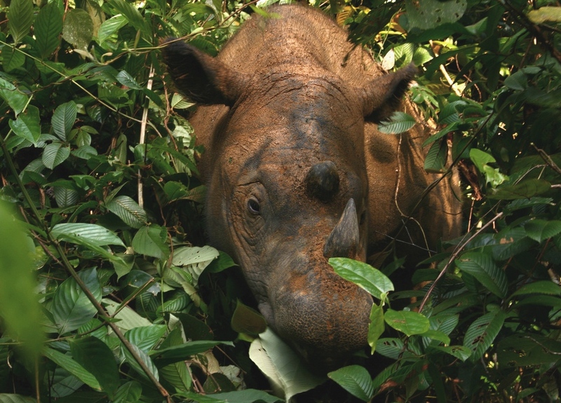 Sumatran rhinoceros (Dicerorhinus sumatrensis); DISPLAY FULL IMAGE.