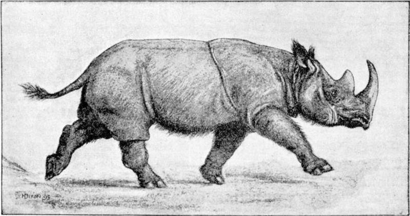 Sumatran rhinoceros (Dicerorhinus sumatrensis); DISPLAY FULL IMAGE.