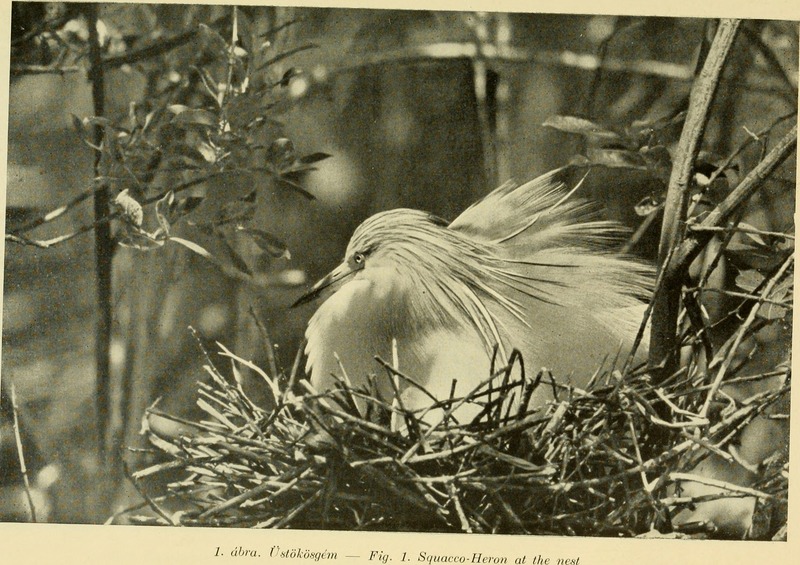 squacco heron (Ardeola ralloides); DISPLAY FULL IMAGE.
