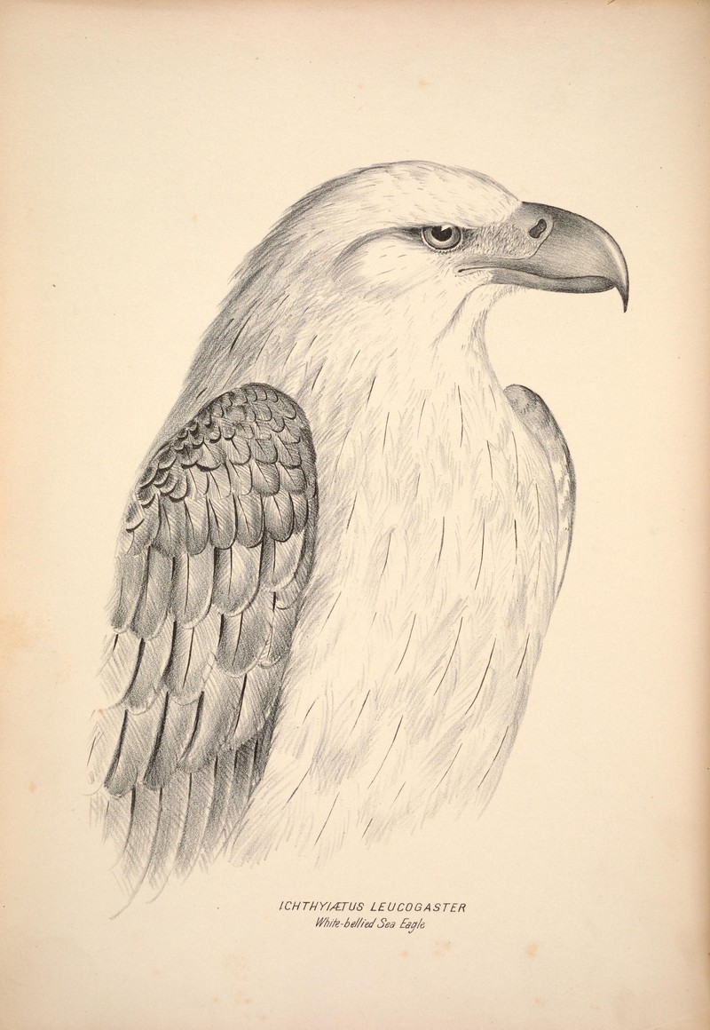 white-bellied sea eagle (Haliaeetus leucogaster); DISPLAY FULL IMAGE.