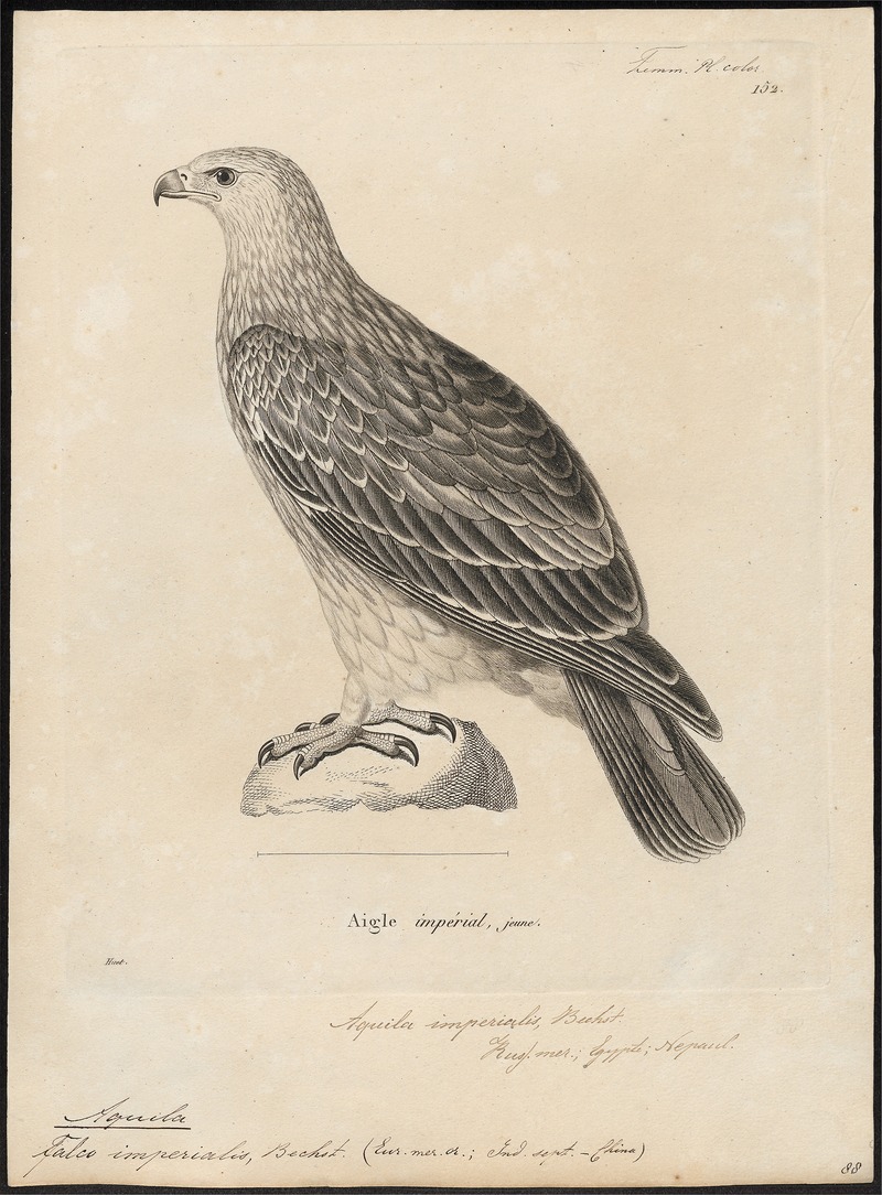 eastern imperial eagle (Aquila heliaca); DISPLAY FULL IMAGE.