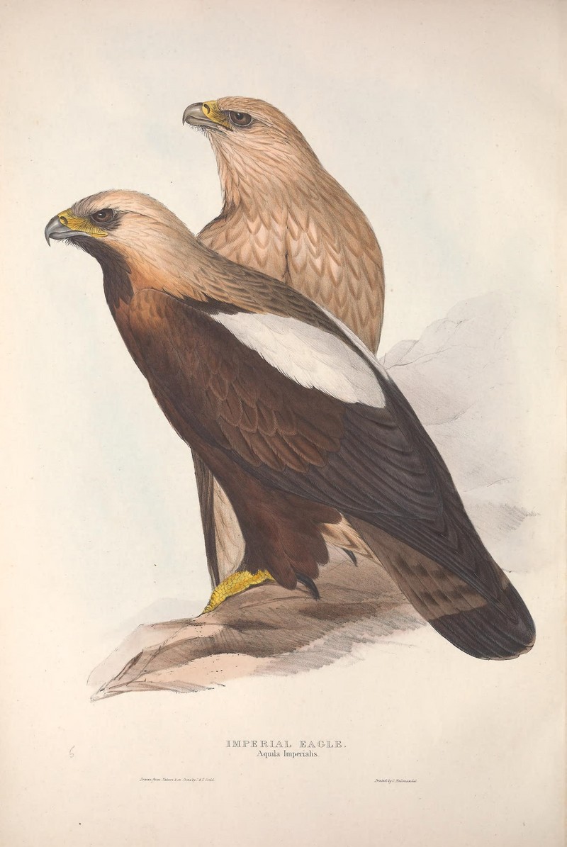 eastern imperial eagle (Aquila heliaca); DISPLAY FULL IMAGE.