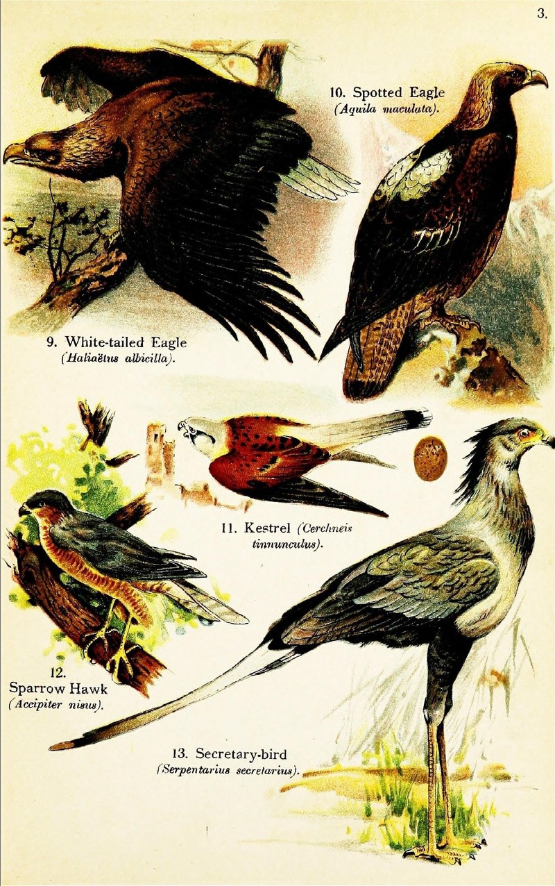 white-tailed eagle (Haliaeetus albicilla), greater spotted eagle (Clanga clanga), common kestrel (Falco tinnunculus), Eurasian sparrowhawk (Accipiter nisus), secretarybird (Sagittarius serpentarius); DISPLAY FULL IMAGE.