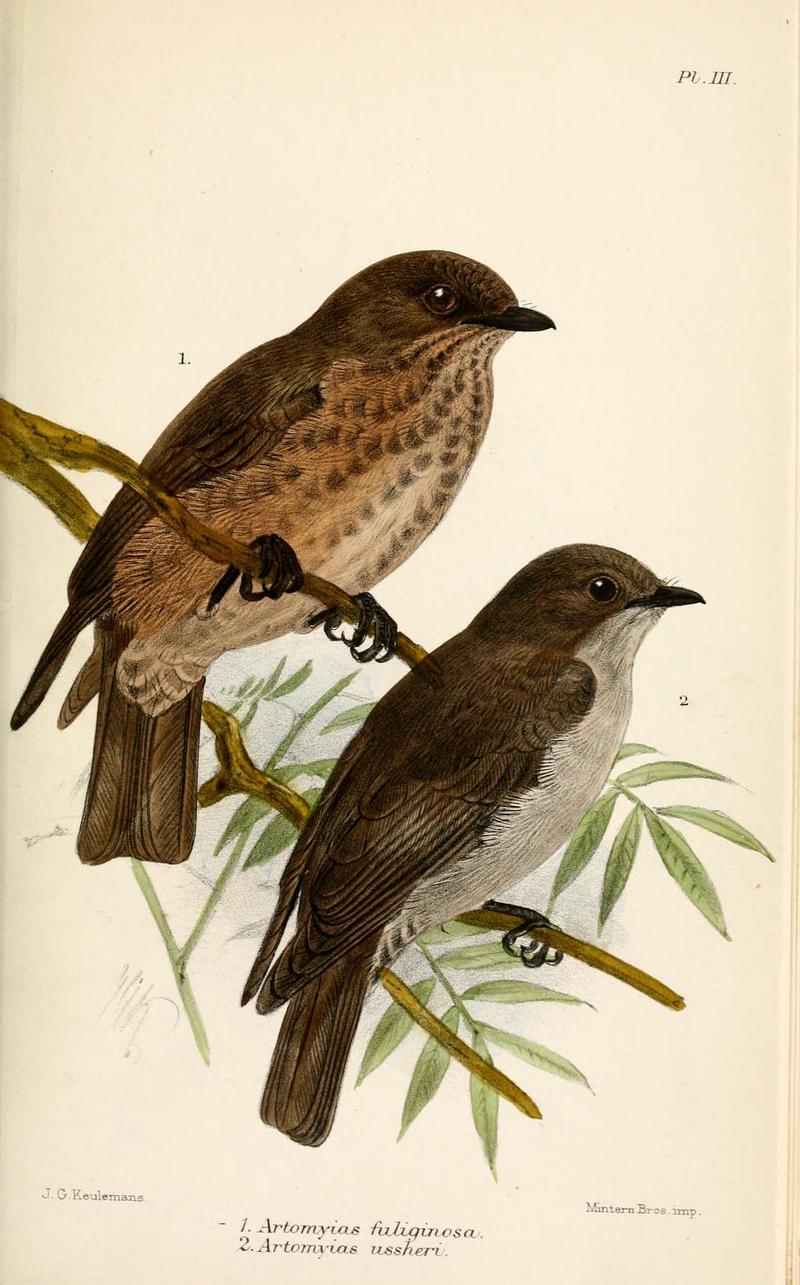 sooty flycatcher (Muscicapa infuscata); DISPLAY FULL IMAGE.