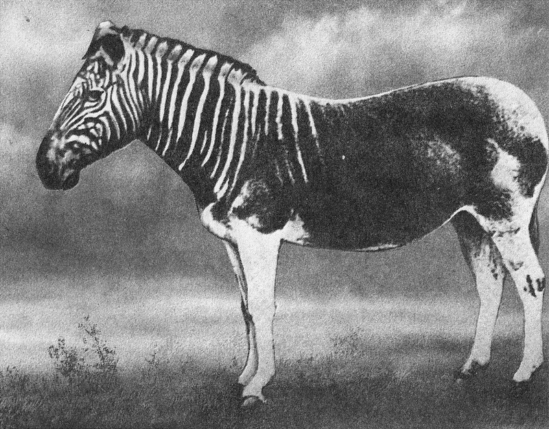 quagga (Equus quagga quagga); DISPLAY FULL IMAGE.
