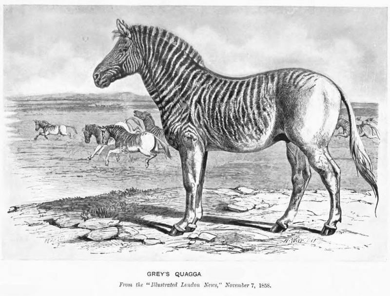 quagga (Equus quagga quagga); DISPLAY FULL IMAGE.