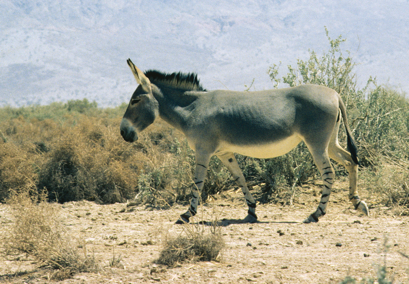 Somali wild ass (Equus africanus somaliensis); DISPLAY FULL IMAGE.