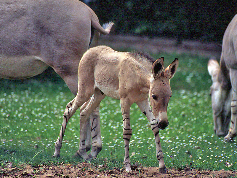 Somali wild ass (Equus africanus somaliensis); DISPLAY FULL IMAGE.