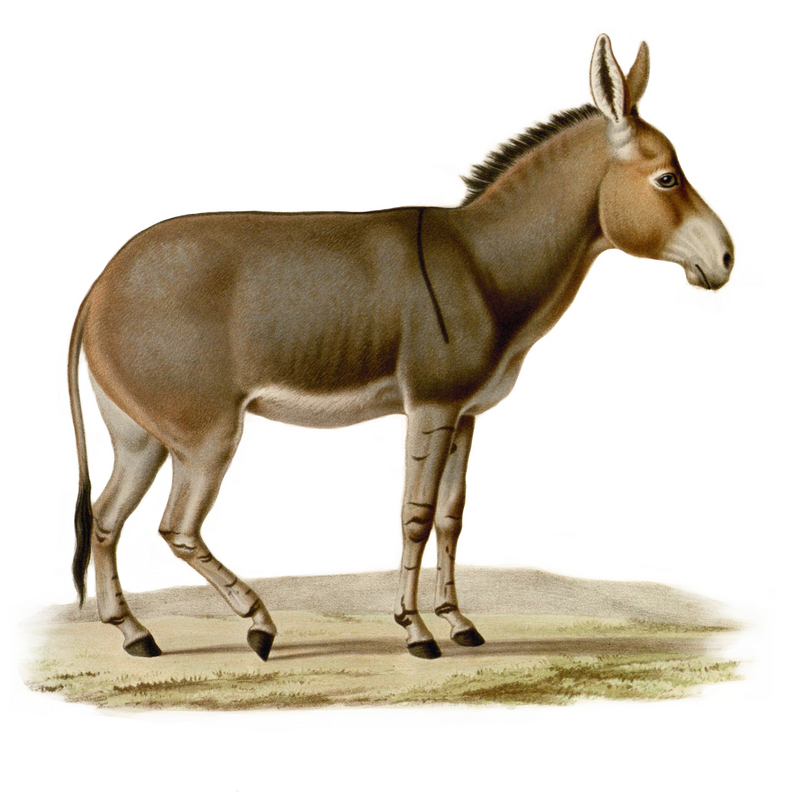 Somali wild ass (Equus africanus somaliensis)