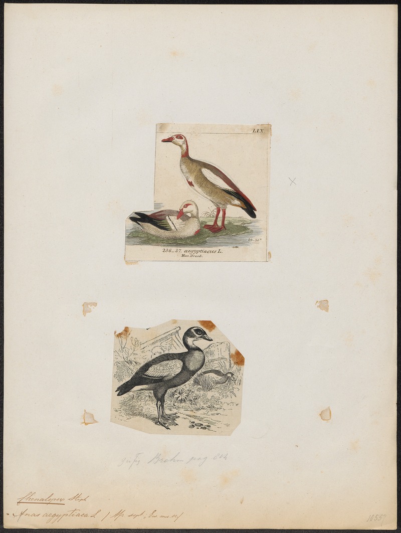 Egyptian goose (Alopochen aegyptiaca); DISPLAY FULL IMAGE.