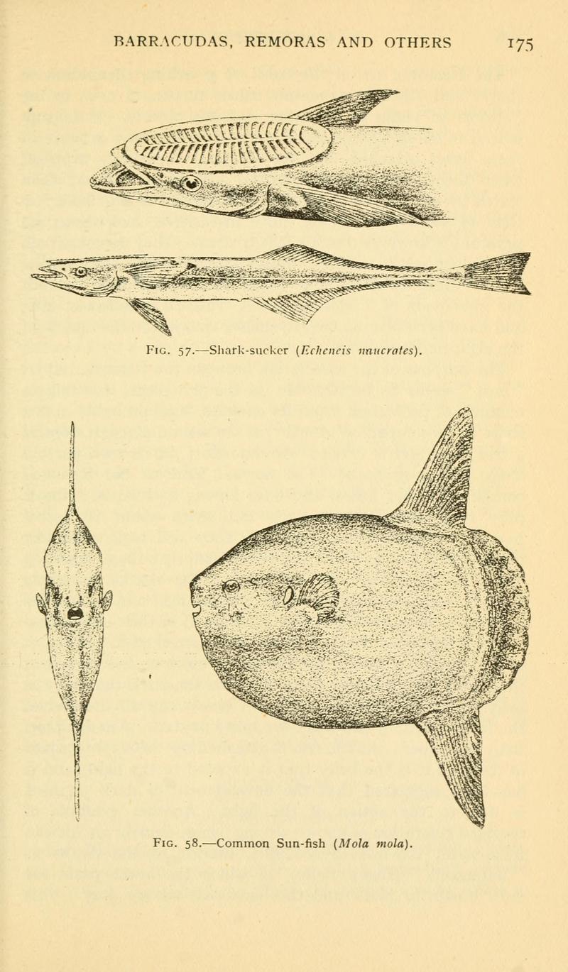 ocean sunfish (Mola mola), live sharksucker (Echeneis naucrates); DISPLAY FULL IMAGE.