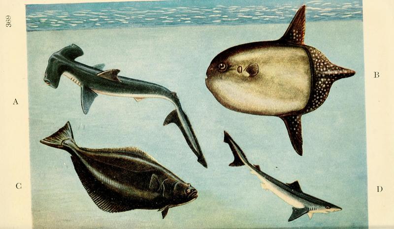 smooth hammerhead (Sphyrna zygaena), ocean sunfish (Mola mola), Atlantic halibut (Hippoglossus hippoglossus), school shark (Galeorhinus galeus); DISPLAY FULL IMAGE.