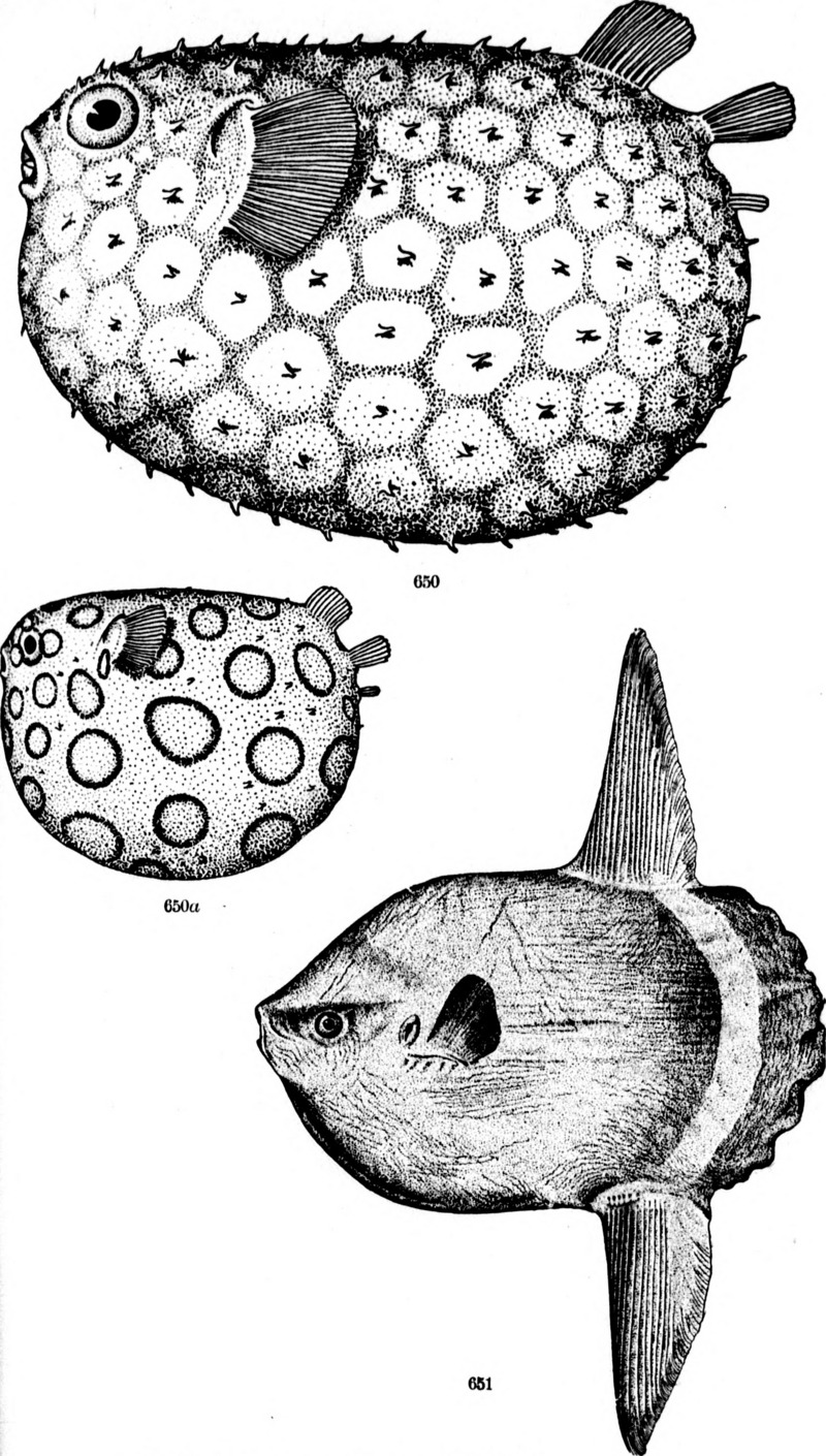 Lyosphaera globosa (=? Chilomycterus schoepfii), ocean sunfish (Mola mola); DISPLAY FULL IMAGE.
