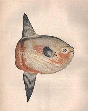 ocean sunfish, common mola (Mola mola); Image ONLY