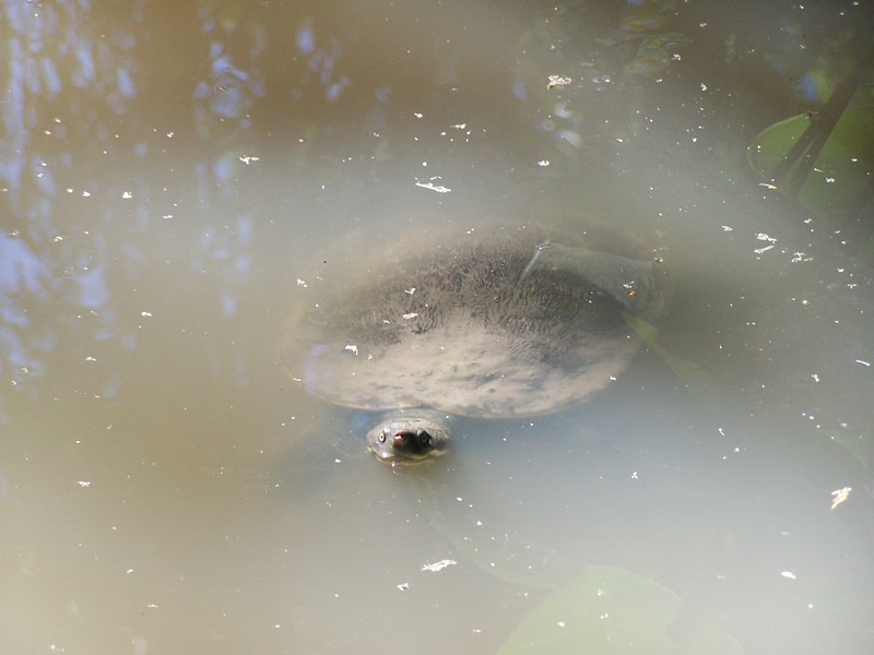 Mary River turtle (Elusor macrurus); DISPLAY FULL IMAGE.