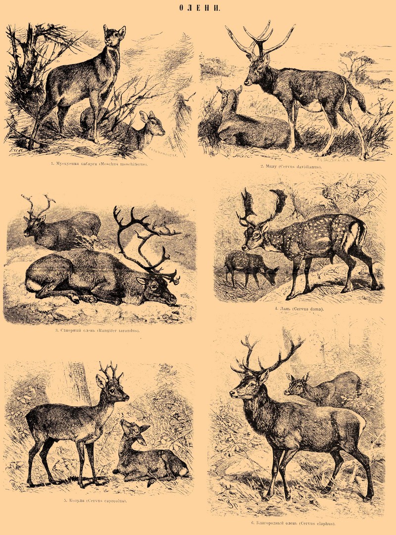 Siberian musk deer (Moschus moschiferus), Père David's deer (Elaphurus davidianus), Reindeer (Rangifer tarandus), Fallow deer (Dama dama), European roe deer (Capreolus capreolus), Red deer (Cervus elaphus); DISPLAY FULL IMAGE.