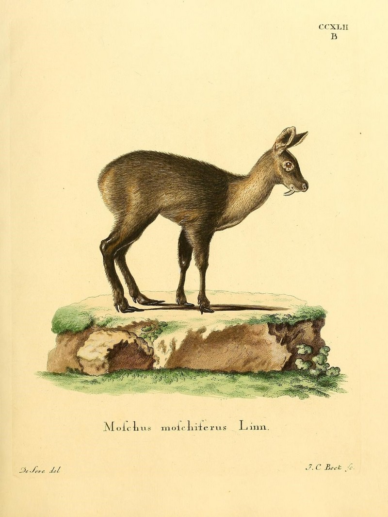 Siberian musk deer (Moschus moschiferus); DISPLAY FULL IMAGE.