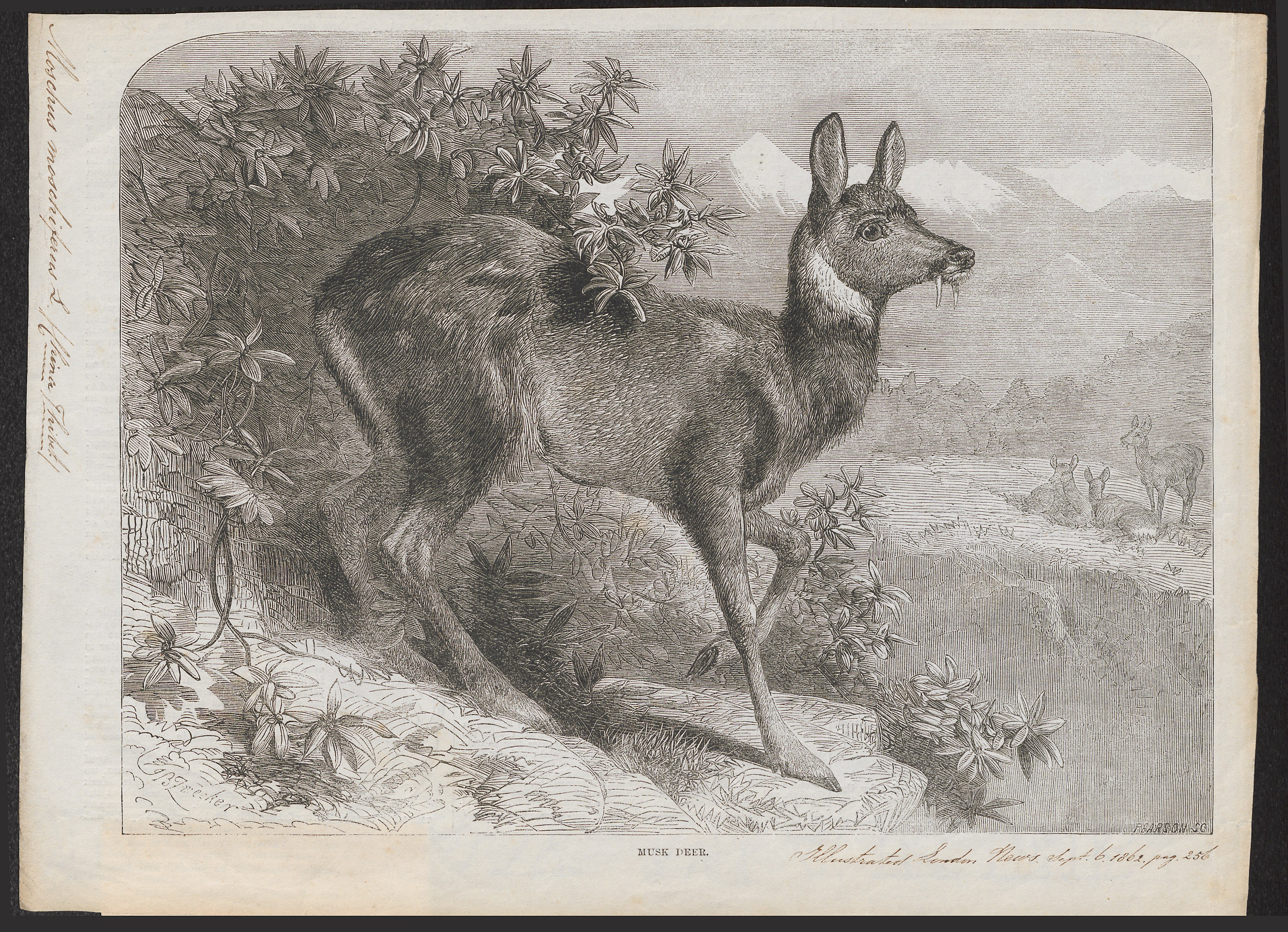 Wolverine hunts Musk Deer 1870 Print