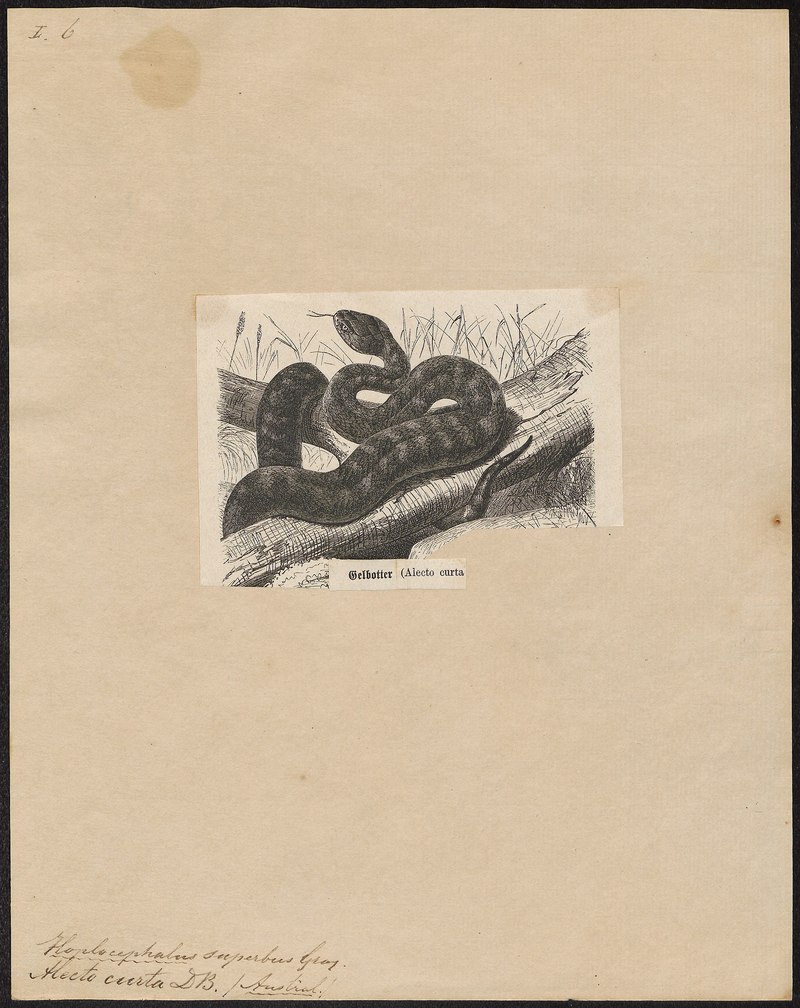 Bardick (Echiopsis curta); DISPLAY FULL IMAGE.