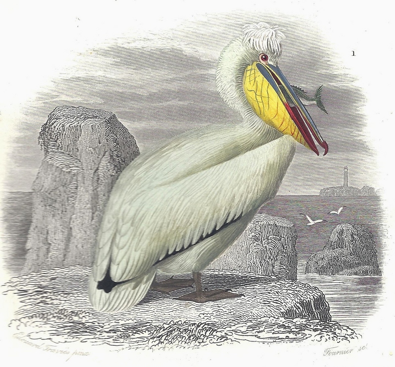 Dalmatian pelican (Pelecanus crispus); DISPLAY FULL IMAGE.