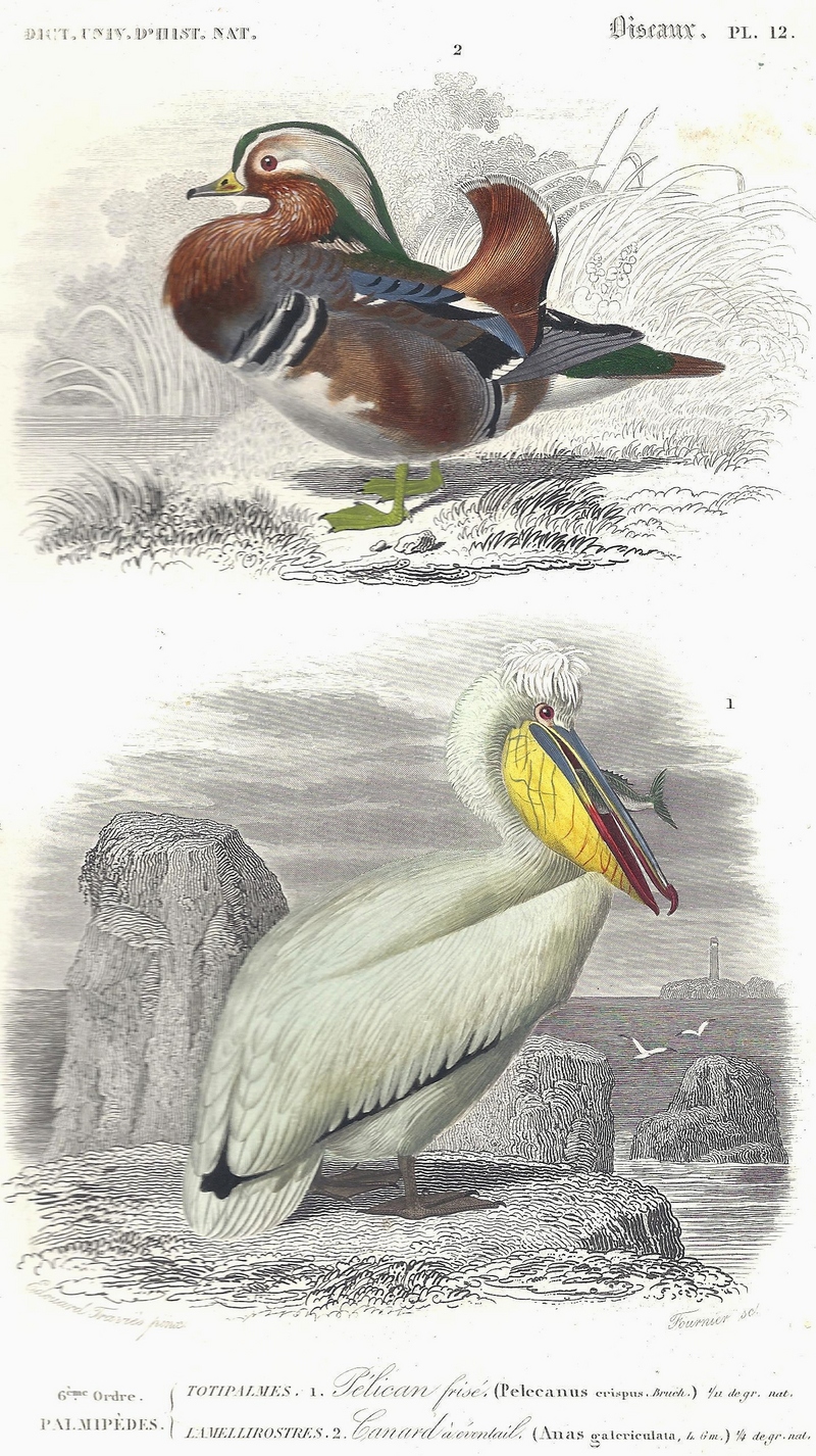 Mandarin duck (Aix galericulata), Dalmatian pelican (Pelecanus crispus); DISPLAY FULL IMAGE.