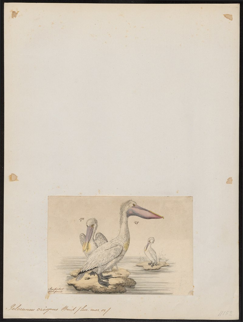 Dalmatian pelican (Pelecanus crispus); DISPLAY FULL IMAGE.