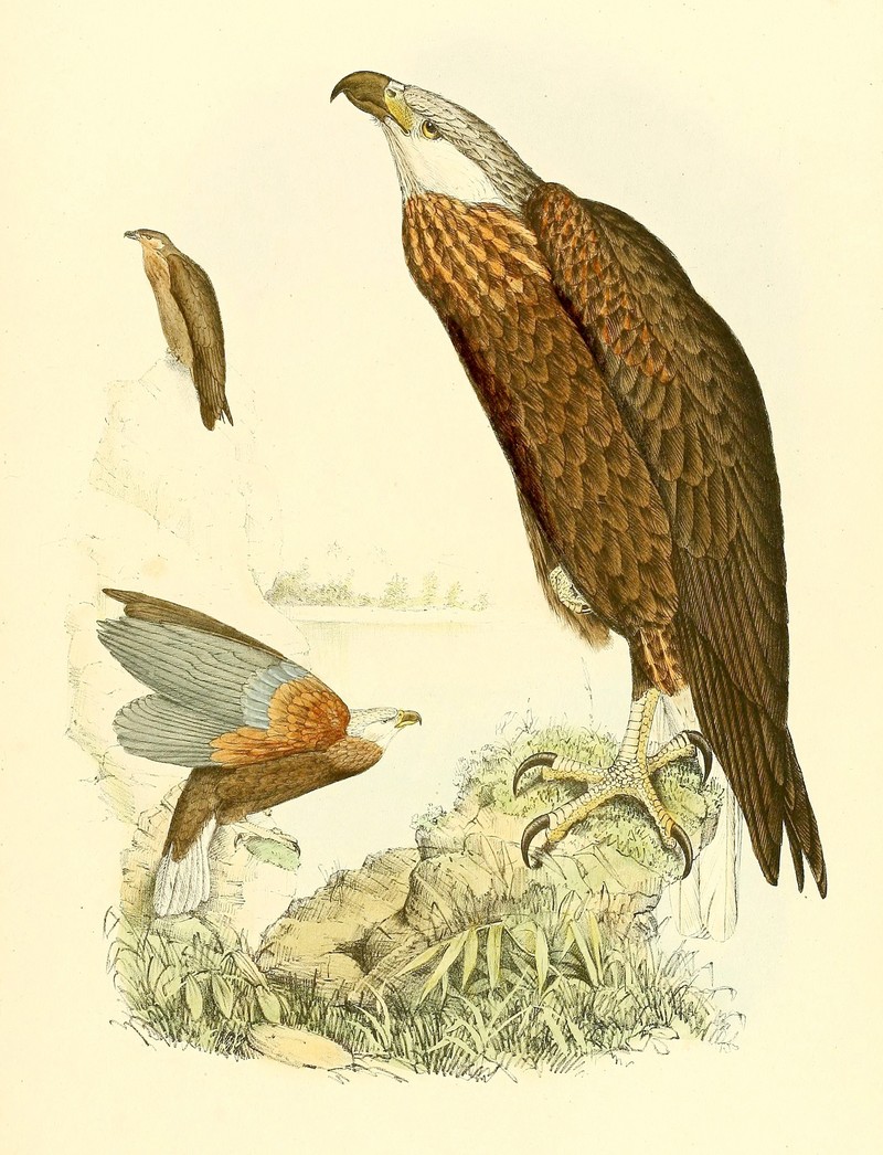 Madagascan fish eagle (Haliaeetus vociferoides); DISPLAY FULL IMAGE.