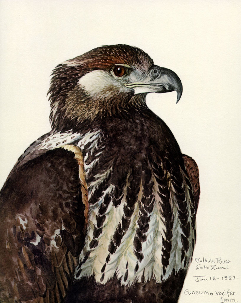 African fish eagle (Haliaeetus vocifer); DISPLAY FULL IMAGE.