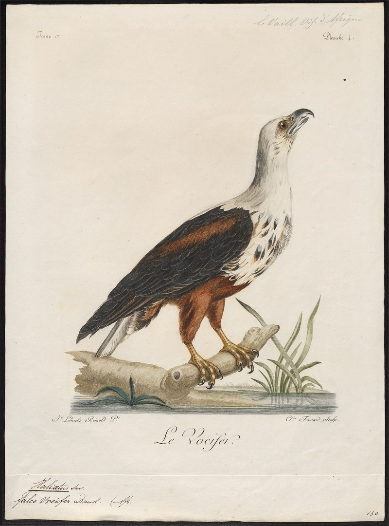 African fish eagle (Haliaeetus vocifer); DISPLAY FULL IMAGE.