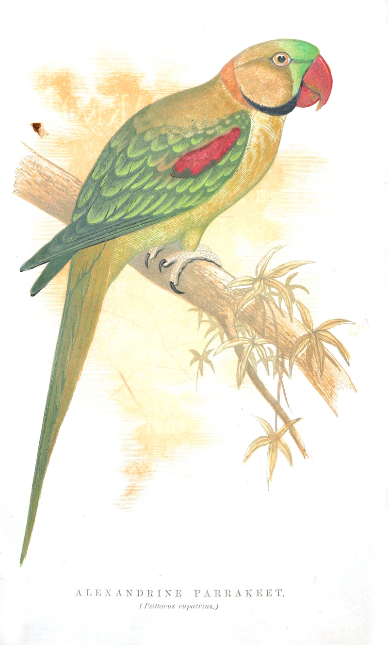 Alexandrine parakeet (Psittacula eupatria); DISPLAY FULL IMAGE.