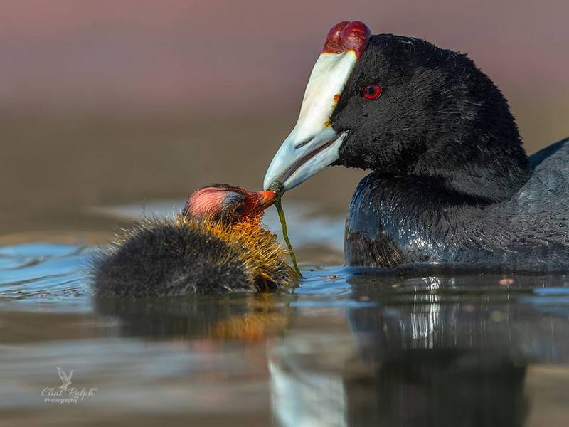 Red-knobbed Coot; Crested Coot (Fulica cristata): An adult feeding a chick; DISPLAY FULL IMAGE.