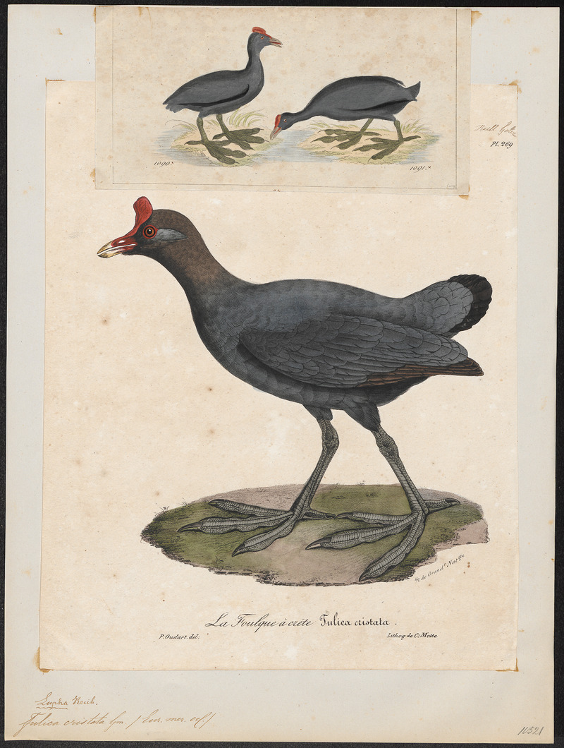 Red-knobbed Coot; Crested Coot (Fulica cristata); DISPLAY FULL IMAGE.