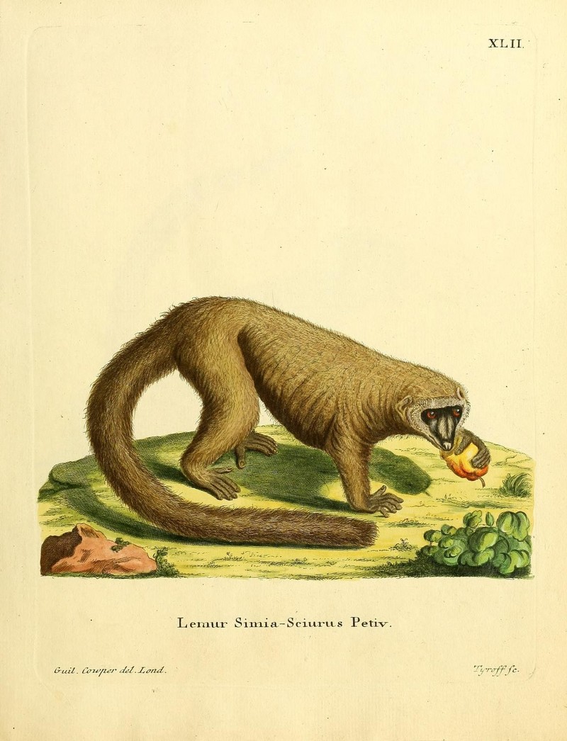 Mongoose Lemur (Eulemur mongoz); DISPLAY FULL IMAGE.